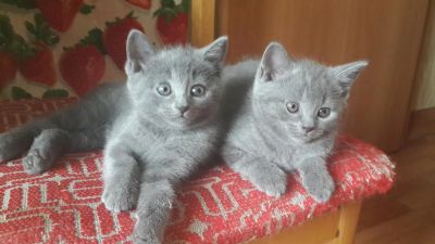 Лот: 4252390. Фото: 1. Котята шотландские. Кошки, котята