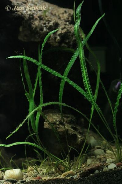 Лот: 8877725. Фото: 1. Криптокорина балансе (Cryptocoryne... Водные растения