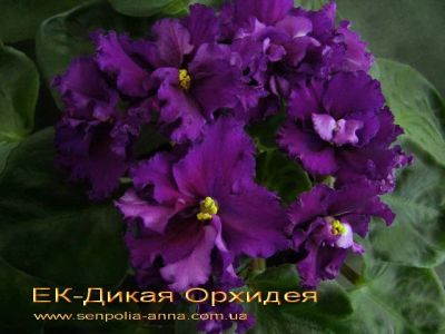 Лот: 11592377. Фото: 1. фиалка Дикая орхидея детка. Горшечные растения и комнатные цветы