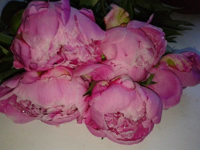 Лот: 9871353. Фото: 1. Пионы розовые срез, на фото (все... Свежие цветы