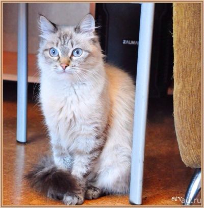 Лот: 8510796. Фото: 1. Ласковая кошечка. Кошки, котята