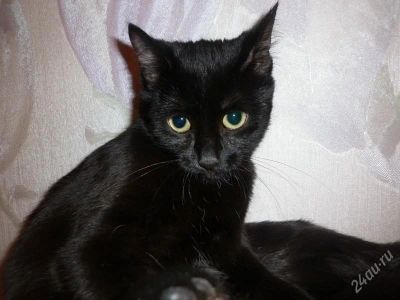 Лот: 2770963. Фото: 1. Кошечка Стеня в добрые руки!. Кошки, котята