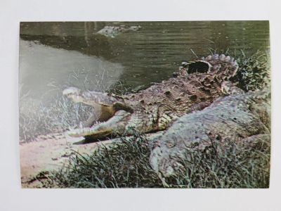Лот: 23296475. Фото: 1. Американский крокодил. Куба. Национальный... Открытки, конверты