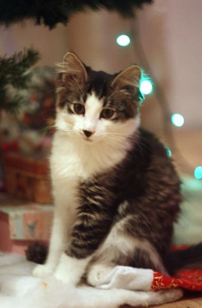 Лот: 3492533. Фото: 1. Подарок на Рождество - котенок. Кошки, котята