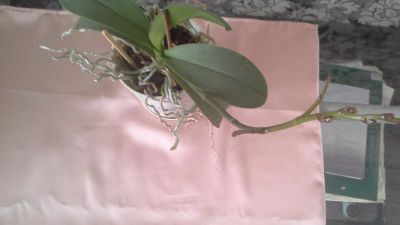 Лот: 10478905. Фото: 1. Орхидея розово-сиреневая. Горшечные растения и комнатные цветы