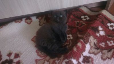 Лот: 7841698. Фото: 1. Шотландский котенок. Кошки, котята