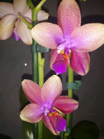 Лот: 12524225. Фото: 1. Орхидея Лиодоро. Горшечные растения и комнатные цветы