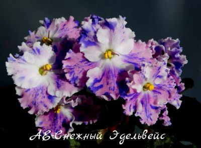 Лот: 5207999. Фото: 1. Фиалка сортовая АЕ-Снежный Эдельвейс... Горшечные растения и комнатные цветы