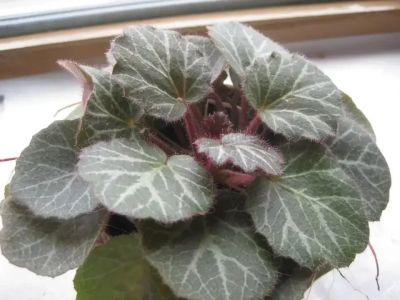 Лот: 18014068. Фото: 1. Камнеломка плетеносная (Saxifraga... Горшечные растения и комнатные цветы