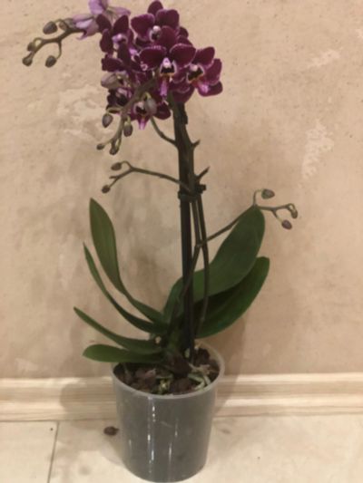 Лот: 15314325. Фото: 1. Орхидея "Чёрный Принц". Горшечные растения и комнатные цветы