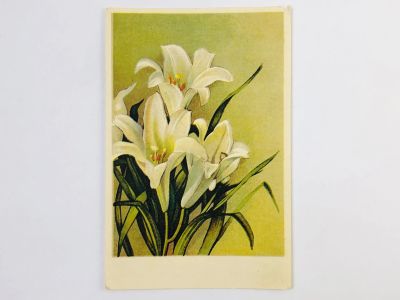 Лот: 23296752. Фото: 1. Цветы: Лилия белая, Л. Кандидум... Открытки, конверты