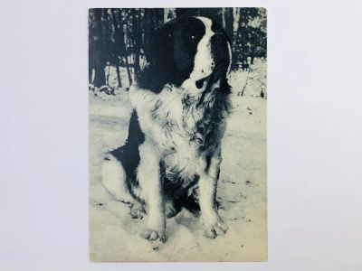 Лот: 23296542. Фото: 1. Сенбернар. Открытка. 1969. Открытки, конверты