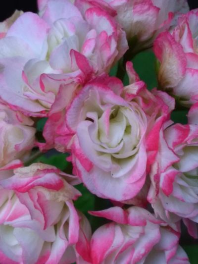 Лот: 14671765. Фото: 1. Пеларгония Apple Blossom Rosebud... Горшечные растения и комнатные цветы