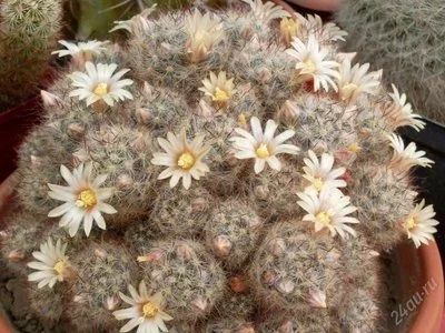 Лот: 2882931. Фото: 1. Кактус цветущий Mammillaria prolifera... Горшечные растения и комнатные цветы