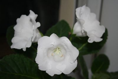 Лот: 4108553. Фото: 1. Белая глоксиния (в горшке). Горшечные растения и комнатные цветы