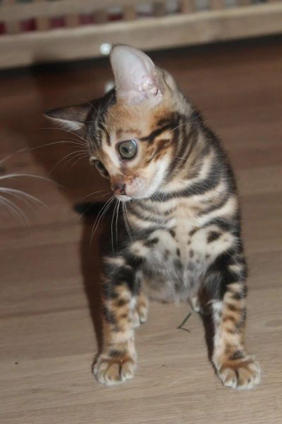 Лот: 10780759. Фото: 1. Бенгальский котёнок - мрамор на... Кошки, котята