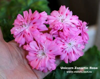 Лот: 9871045. Фото: 1. Пеларгония "Unicorn Zonartic Rose... Горшечные растения и комнатные цветы