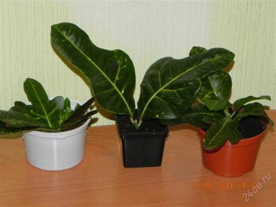 Лот: 991365. Фото: 1. Кротончики. Горшечные растения и комнатные цветы