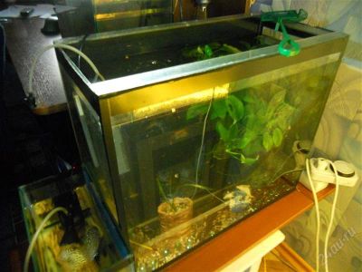 Лот: 1728754. Фото: 1. Аквариум 52л. Фон! Доставка!. Аквариумы, террариумы
