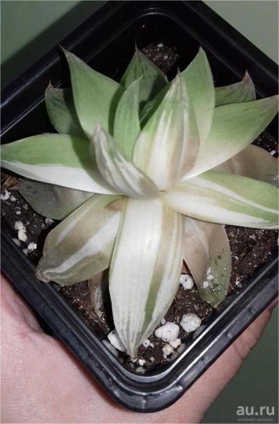 Лот: 12336379. Фото: 1. Хавортия haworthia cymbiformis... Горшечные растения и комнатные цветы