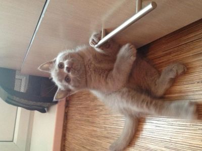 Лот: 2995323. Фото: 1. Элитные плюшевые британские котята... Кошки, котята