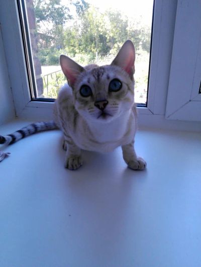 Лот: 6244350. Фото: 1. Бенгальский кот. Кошки, котята