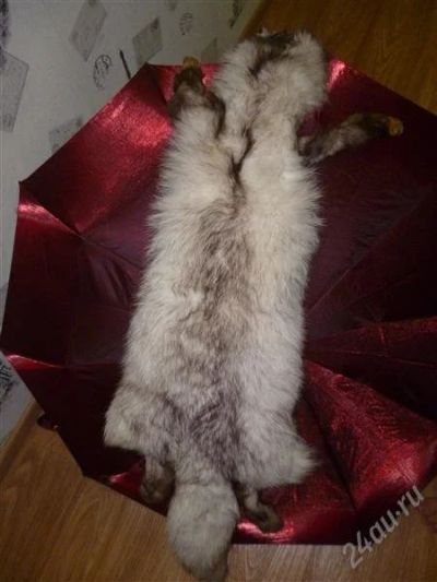 Лот: 2040277. Фото: 1. Шкура песца. Верхняя одежда