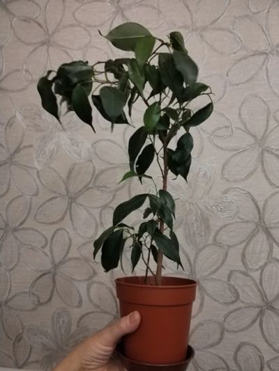 Лот: 25780985. Фото: 1. Фикус Бенджамин. Горшечные растения и комнатные цветы