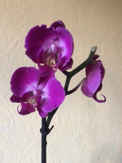 Лот: 12366631. Фото: 1. Орхидея Фалинопсис Donkerrose. Горшечные растения и комнатные цветы