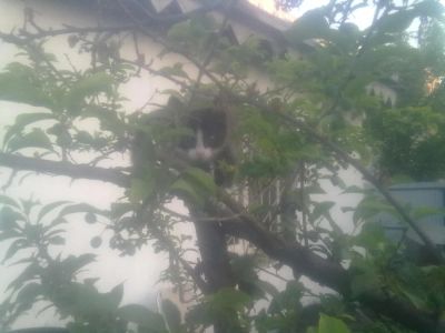 Лот: 4147498. Фото: 1. Котята. Кошки, котята