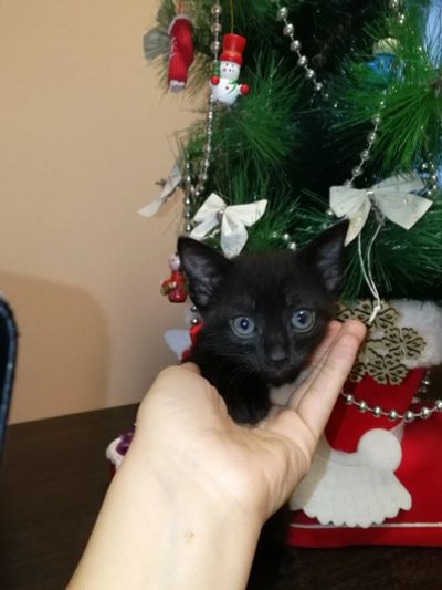 Лот: 15217571. Фото: 1. Котята. Кошки, котята
