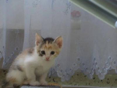 Лот: 4426113. Фото: 1. Срочно!спасите котёночка от гибели... Кошки, котята