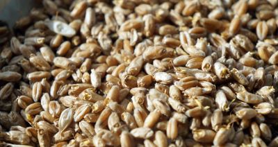 Лот: 9869468. Фото: 1. Семена пшеницы сушеные. Высушенная... Крупы, сыпучие продукты