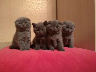Лот: 10747344. Фото: 1. Шотландские голубые прямоухие... Кошки, котята