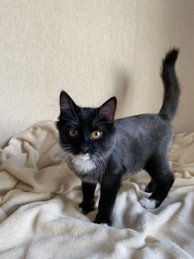 Лот: 20977824. Фото: 1. Котенок ищет дом. Кошки, котята