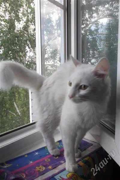 Лот: 2880974. Фото: 1. срочно отдаю котика. Кошки, котята