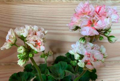 Лот: 17363089. Фото: 1. Пеларгония ЮГ Саломея. Горшечные растения и комнатные цветы
