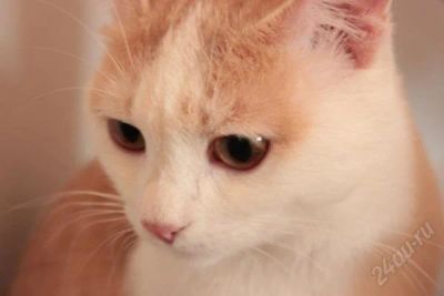 Лот: 2324812. Фото: 1. Отдам чудесного кота в очень добрые... Кошки, котята