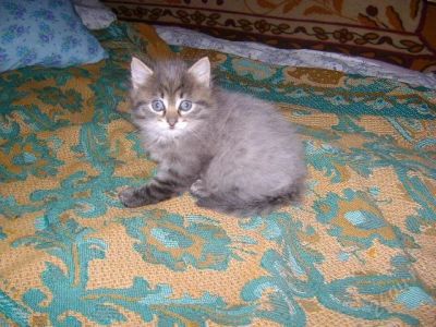 Лот: 1055742. Фото: 1. отдам котят. Остальные животные