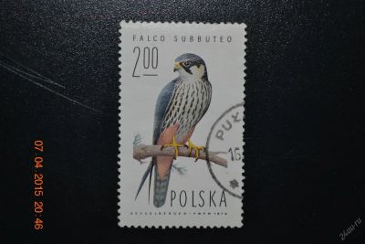 Лот: 6769524. Фото: 1. Марка Польши 1974г. из серии Птицы. Марки