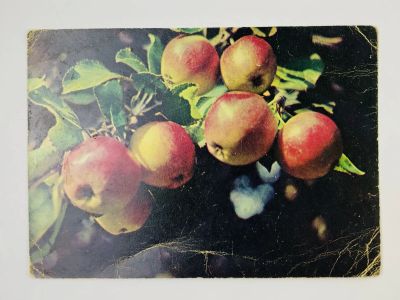 Лот: 23297101. Фото: 1. Яблоки Пепин Шафранный. Открытка... Открытки, конверты