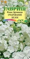 Лот: 11024436. Фото: 1. Флокс Друммонда Очарование Белое... Садовые цветы