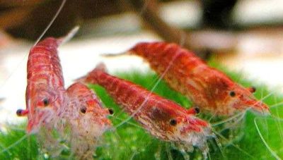 Лот: 9065250. Фото: 1. креветки вишни. Моллюски, ракообразные, кораллы
