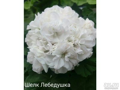 Лот: 14304492. Фото: 1. Зональная пеларгония "Шелк Лебедушка... Горшечные растения и комнатные цветы