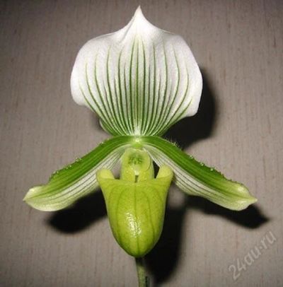 Лот: 1616162. Фото: 1. Орхидея Венерин башмачок-Пафиопедилум... Горшечные растения и комнатные цветы