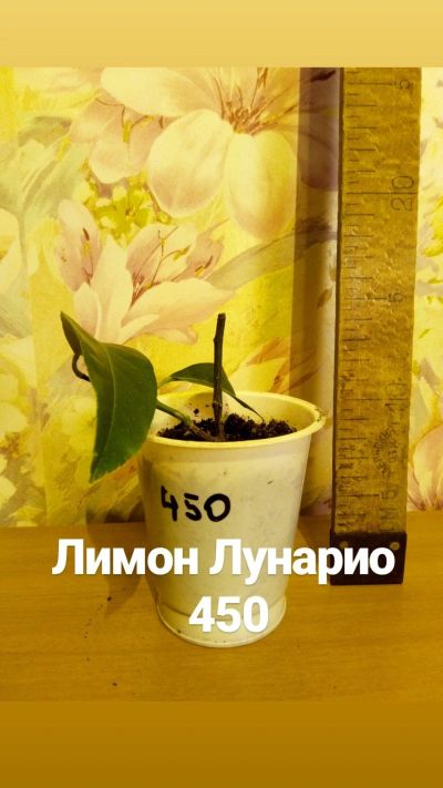 Лот: 15279277. Фото: 1. Лимон Лунарио 4. Горшечные растения и комнатные цветы