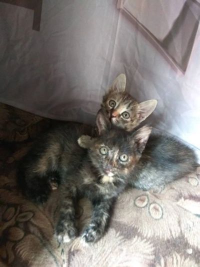 Лот: 11836727. Фото: 1. Дворяне ищут дворянское гнездо. Кошки, котята