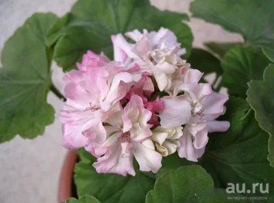 Лот: 13845346. Фото: 1. Миниатюрная пеларгония Taffety... Горшечные растения и комнатные цветы