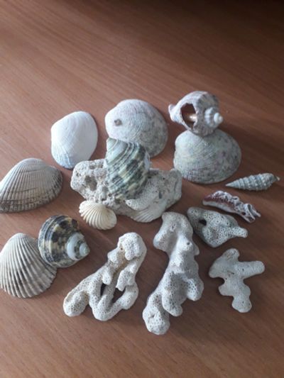 Лот: 16215223. Фото: 1. Набор ракушек и кораллов из океана. Аксессуары
