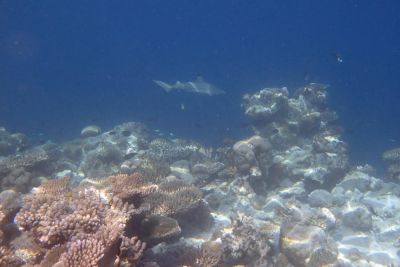 Лот: 4829847. Фото: 1. Рифовая чернопёрая акула. Фотографии